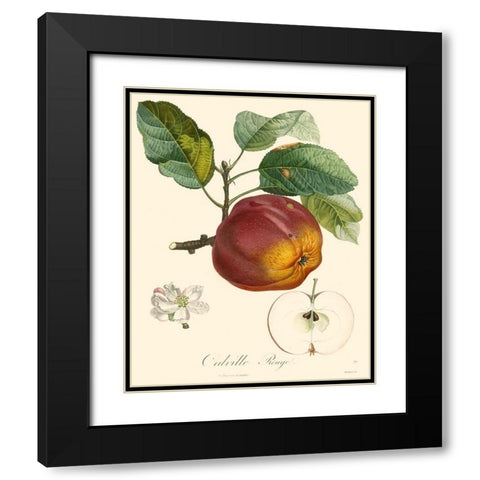 Bessa Apples Black Modern Wood Framed Art Print with Double Matting by Bessa