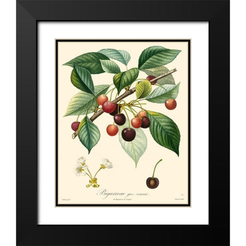 Bessa Cherries Black Modern Wood Framed Art Print with Double Matting by Bessa