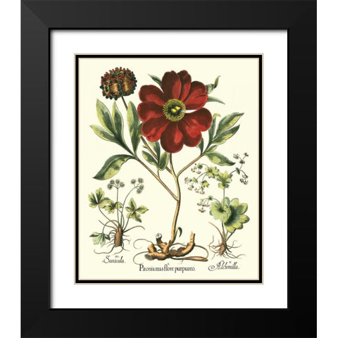 Besler Peonie II Black Modern Wood Framed Art Print with Double Matting by Besler, Basilius