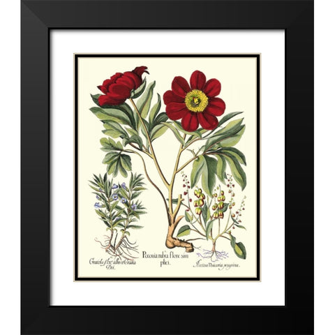 Besler Peonie IV Black Modern Wood Framed Art Print with Double Matting by Besler, Basilius