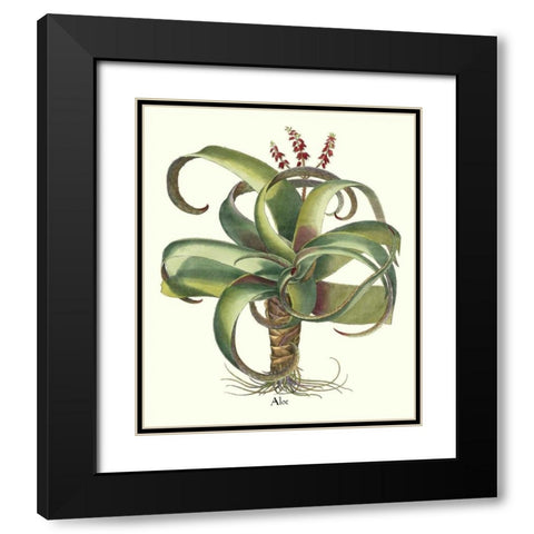 Besler Aloe Black Modern Wood Framed Art Print with Double Matting by Besler, Basilius