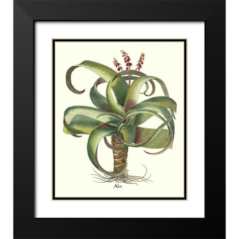Besler Aloe Black Modern Wood Framed Art Print with Double Matting by Besler, Basilius