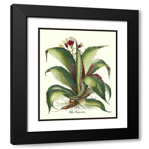 Besler Aloe Americana Black Modern Wood Framed Art Print with Double Matting by Besler, Basilius