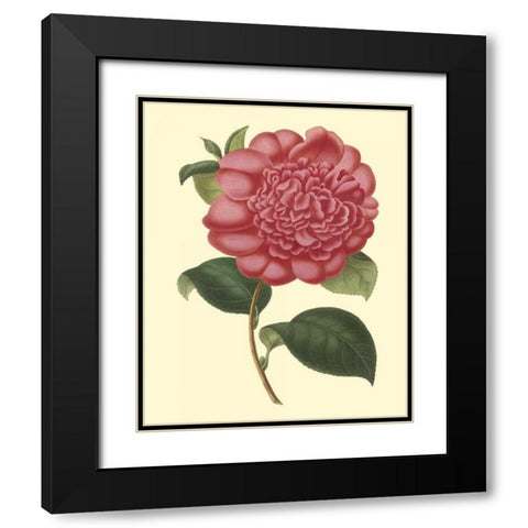 Camellia Garden I Black Modern Wood Framed Art Print with Double Matting by Verschaffelt