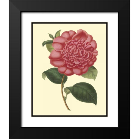 Camellia Garden I Black Modern Wood Framed Art Print with Double Matting by Verschaffelt