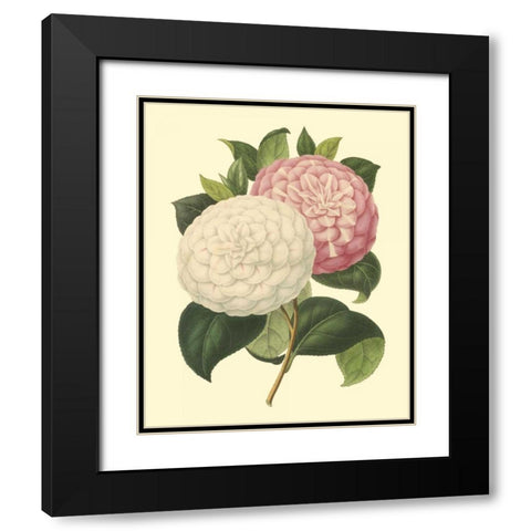Camellia Garden IV Black Modern Wood Framed Art Print with Double Matting by Verschaffelt