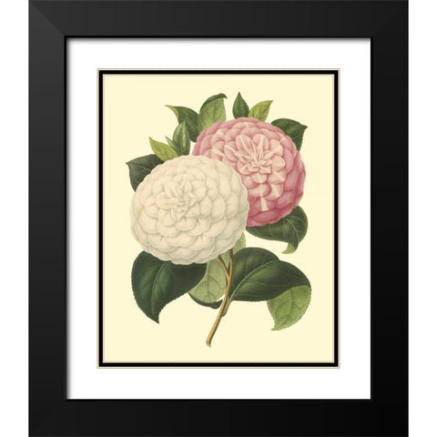 Camellia Garden IV Black Modern Wood Framed Art Print with Double Matting by Verschaffelt