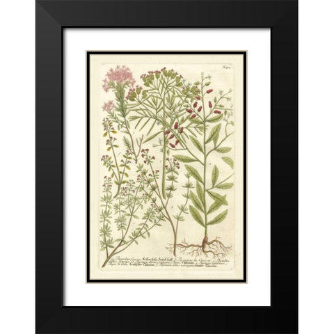 Weinmanns Garden I Black Modern Wood Framed Art Print with Double Matting by Weinmann, Johann