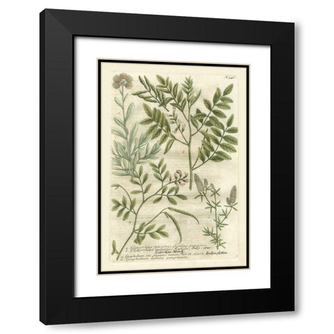 Weinmanns Garden II Black Modern Wood Framed Art Print with Double Matting by Weinmann, Johann