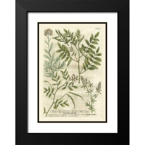 Weinmanns Garden II Black Modern Wood Framed Art Print with Double Matting by Weinmann, Johann