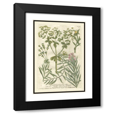 Weinmanns Garden III Black Modern Wood Framed Art Print with Double Matting by Weinmann, Johann