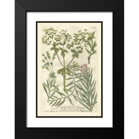 Weinmanns Garden III Black Modern Wood Framed Art Print with Double Matting by Weinmann, Johann