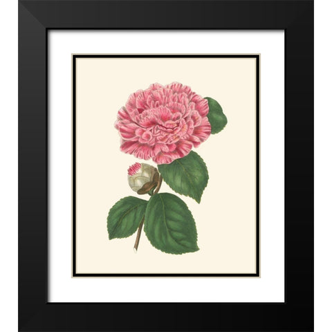 Summer Blush I Black Modern Wood Framed Art Print with Double Matting by Smith, E. D.