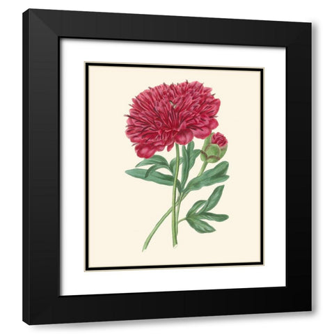 Summer Blush II Black Modern Wood Framed Art Print with Double Matting by Smith, E. D.