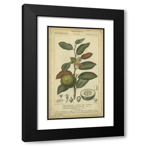 Exotic Botanica III Black Modern Wood Framed Art Print with Double Matting by Turpin