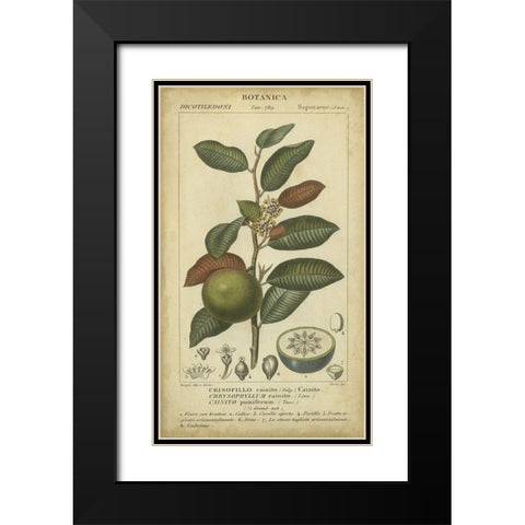 Exotic Botanica III Black Modern Wood Framed Art Print with Double Matting by Turpin