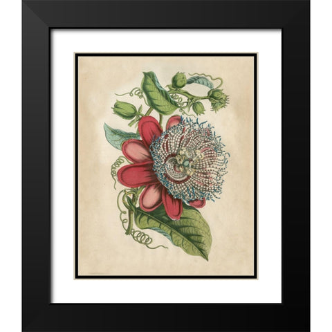 Tropical Beauty I Black Modern Wood Framed Art Print with Double Matting by Wiek, John