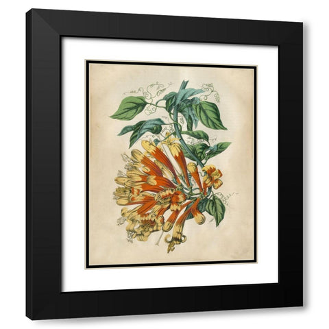 Tropical Beauty II Black Modern Wood Framed Art Print with Double Matting by Wiek, John