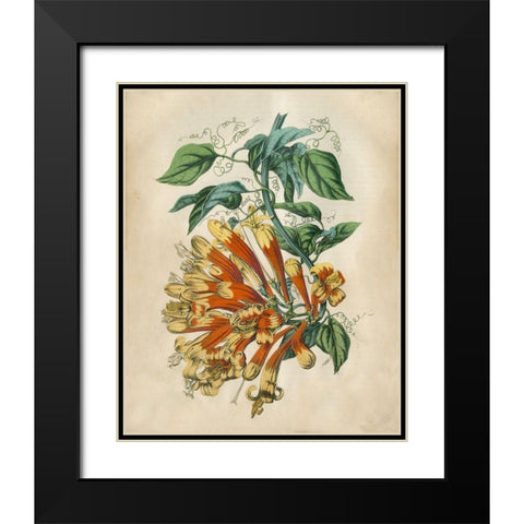 Tropical Beauty II Black Modern Wood Framed Art Print with Double Matting by Wiek, John