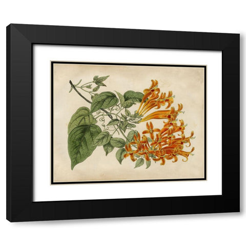 Tropical Beauty III Black Modern Wood Framed Art Print with Double Matting by Edwards, Sydenham