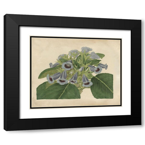 Tropical Beauty IV Black Modern Wood Framed Art Print with Double Matting by Edwards, Sydenham