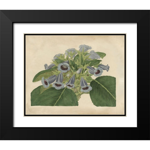 Tropical Beauty IV Black Modern Wood Framed Art Print with Double Matting by Edwards, Sydenham