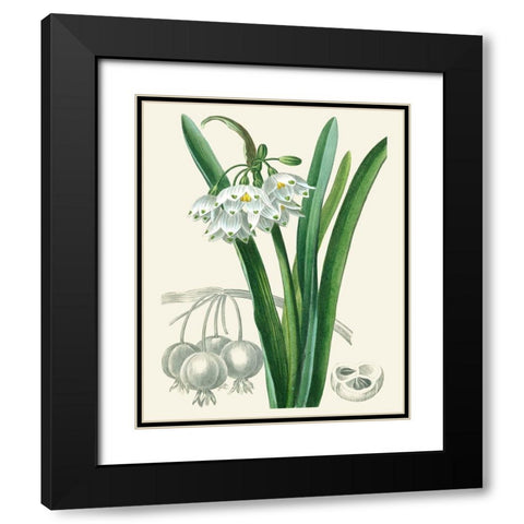 Les Fleurs Blanches I Black Modern Wood Framed Art Print with Double Matting by Unknown
