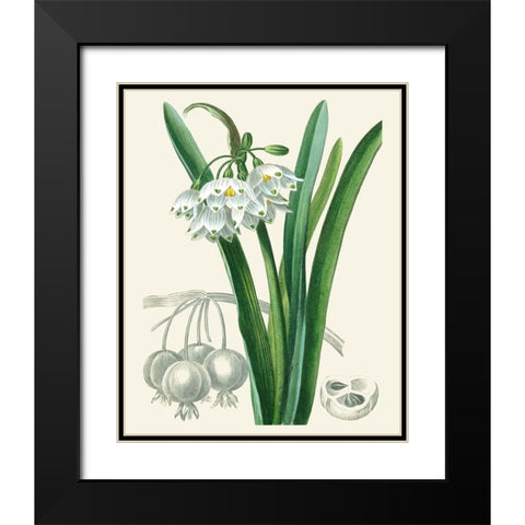 Les Fleurs Blanches I Black Modern Wood Framed Art Print with Double Matting by Unknown