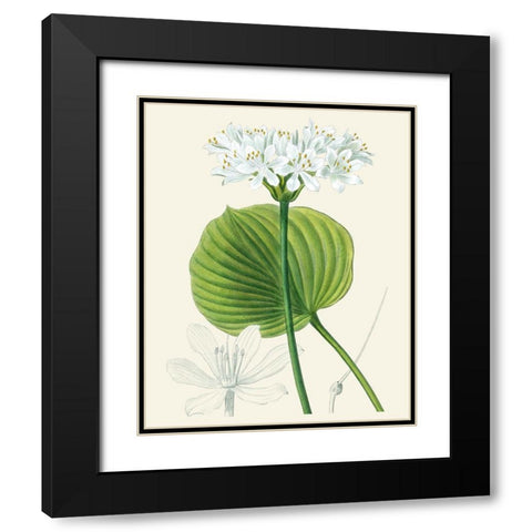 Les Fleurs Blanches II Black Modern Wood Framed Art Print with Double Matting by Unknown