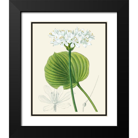Les Fleurs Blanches II Black Modern Wood Framed Art Print with Double Matting by Unknown