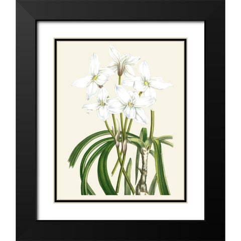 Les Fleurs Blanches III Black Modern Wood Framed Art Print with Double Matting by Unknown