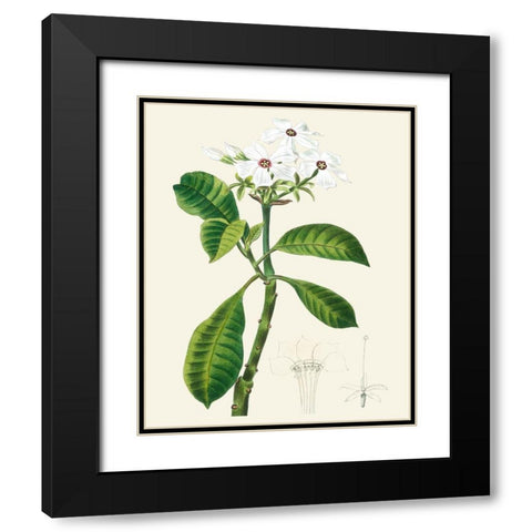 Les Fleurs Blanches IV Black Modern Wood Framed Art Print with Double Matting by Unknown