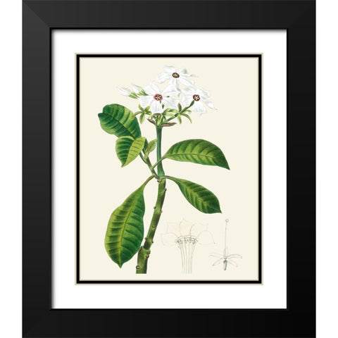 Les Fleurs Blanches IV Black Modern Wood Framed Art Print with Double Matting by Unknown