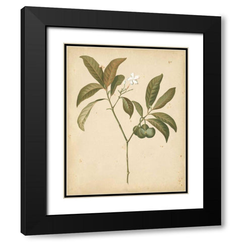 Natures Greenery V Black Modern Wood Framed Art Print with Double Matting by Unknown