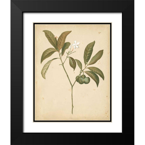 Natures Greenery V Black Modern Wood Framed Art Print with Double Matting by Unknown