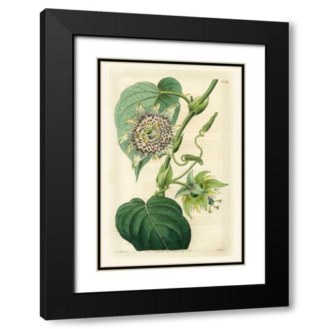 Antique Passionflower I Black Modern Wood Framed Art Print with Double Matting by Hart, M.