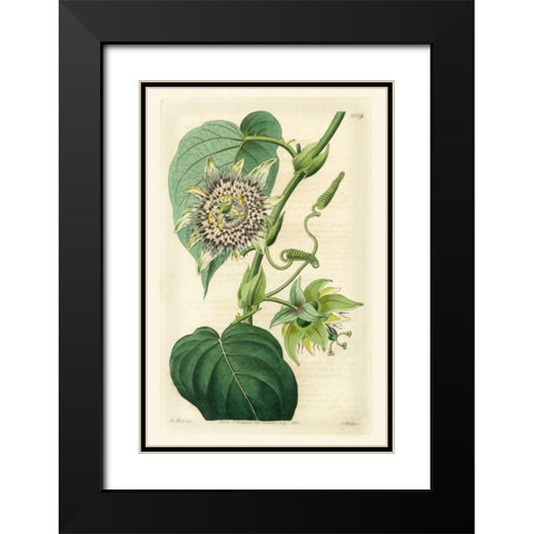 Antique Passionflower I Black Modern Wood Framed Art Print with Double Matting by Hart, M.