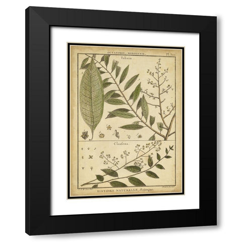 Diderot Antique Ferns I Black Modern Wood Framed Art Print with Double Matting by Diderot, Denis