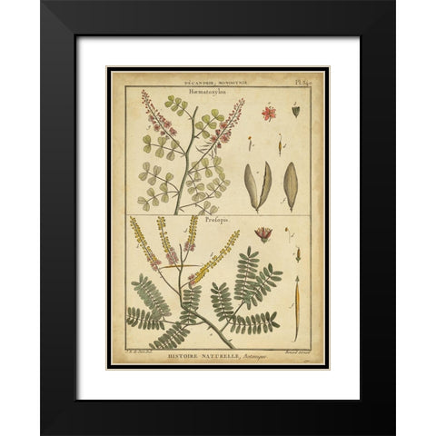 Diderot Antique Ferns II Black Modern Wood Framed Art Print with Double Matting by Diderot, Denis