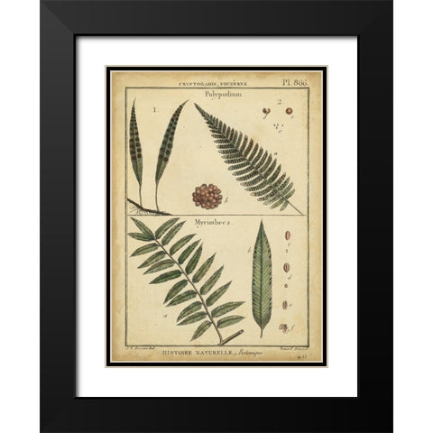 Diderot Antique Ferns III Black Modern Wood Framed Art Print with Double Matting by Diderot, Denis