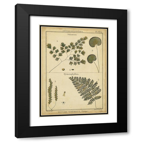 Diderot Antique Ferns IV Black Modern Wood Framed Art Print with Double Matting by Diderot, Denis