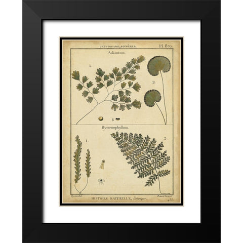 Diderot Antique Ferns IV Black Modern Wood Framed Art Print with Double Matting by Diderot, Denis