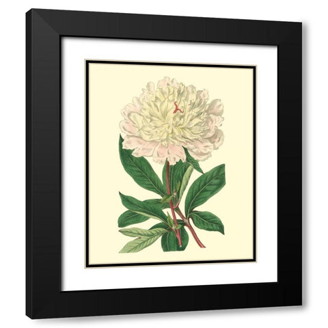 Chinese Peony Black Modern Wood Framed Art Print with Double Matting by Edwards