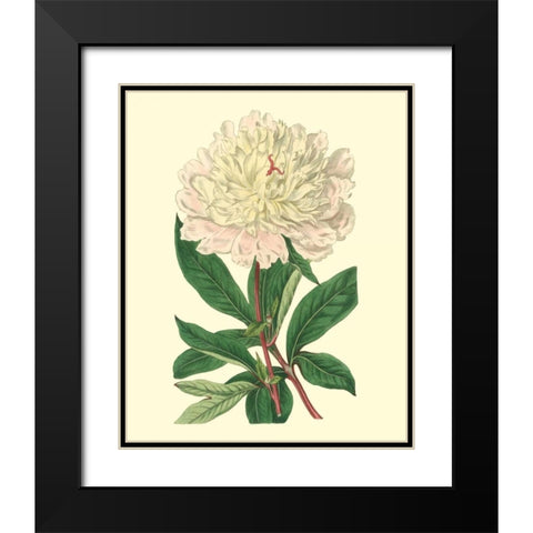 Chinese Peony Black Modern Wood Framed Art Print with Double Matting by Edwards