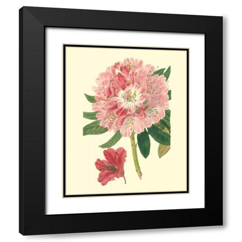 Pink Rhododendron Black Modern Wood Framed Art Print with Double Matting by Edwards