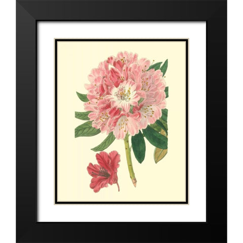 Pink Rhododendron Black Modern Wood Framed Art Print with Double Matting by Edwards
