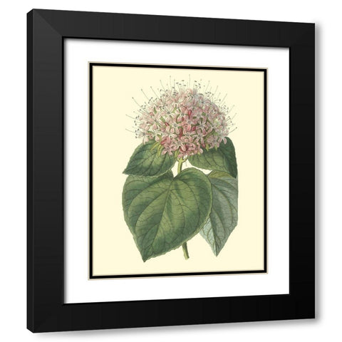 Fragrant Clerodendron Black Modern Wood Framed Art Print with Double Matting by Edwards, Sydenham