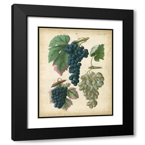 Calwer Grapes I Black Modern Wood Framed Art Print with Double Matting by Calwer