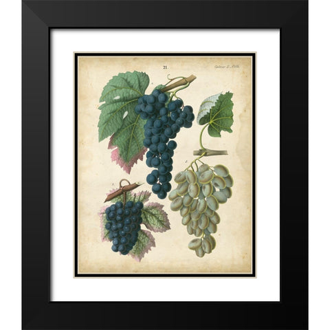Calwer Grapes I Black Modern Wood Framed Art Print with Double Matting by Calwer