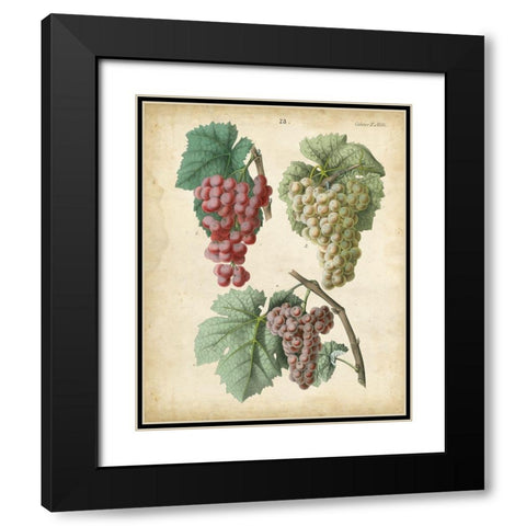 Calwer Grapes II Black Modern Wood Framed Art Print with Double Matting by Calwer